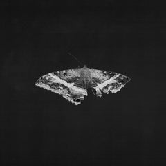 Kendrick Lamar To Pimp A Butterfly (10 Year Anniversary Edition) - Alternate Artwork (Black marble Vinyl) [2 LP]